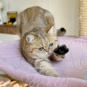 chat British Shorthair black golden blotched tabby Faye Chatterie Nekobaa