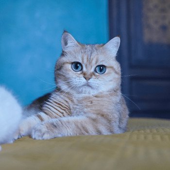 chat British Shorthair black golden blotched tabby Faye Chatterie Nekobaa chat British Shorthair black golden blotched tabby Faye Chatterie Nekobaa