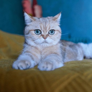 chat British Shorthair black golden blotched tabby Faye Chatterie Nekobaa chat British Shorthair black golden blotched tabby Faye Chatterie Nekobaa