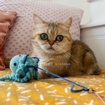 chat British Shorthair black golden blotched tabby Faye Chatterie Nekobaa chat British Shorthair black golden blotched tabby Faye Chatterie Nekobaa