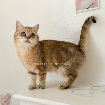 chat British Shorthair black golden blotched tabby Faye Chatterie Nekobaa chat British Shorthair black golden blotched tabby Faye Chatterie Nekobaa