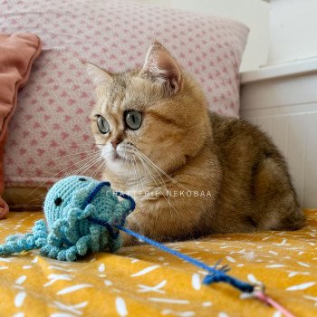 chat British Shorthair black golden blotched tabby Faye Chatterie Nekobaa chat British Shorthair black golden blotched tabby Faye Chatterie Nekobaa