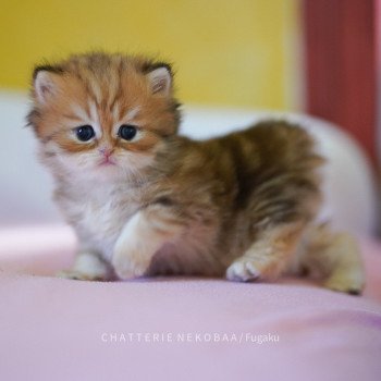chaton British Shorthair brown (black golden) blotched tabby Fugaku Chatterie Nekobaa chaton British Shorthair brown (black golden) blotched tabby Fugaku Chatterie Nekobaa