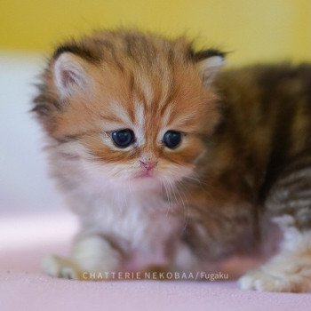 chaton British Shorthair brown (black golden) blotched tabby Fugaku Chatterie Nekobaa chaton British Shorthair brown (black golden) blotched tabby Fugaku Chatterie Nekobaa