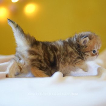 chaton British Shorthair brown (black golden) blotched tabby Fugaku Chatterie Nekobaa chaton British Shorthair brown (black golden) blotched tabby Fugaku Chatterie Nekobaa