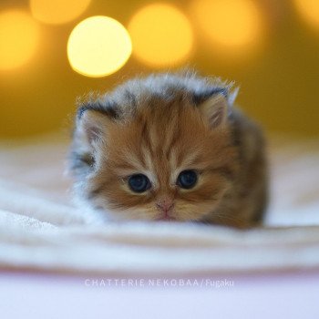 chaton British Shorthair brown (black golden) blotched tabby Fugaku Chatterie Nekobaa chaton British Shorthair brown (black golden) blotched tabby Fugaku Chatterie Nekobaa