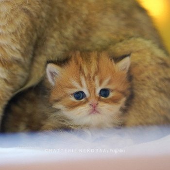 chaton British Shorthair brown (black golden) blotched tabby Fugaku Chatterie Nekobaa