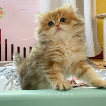 chaton British Longhair black golden blotched tabby To Fugaku Chatterie Nekobaa chaton British Longhair black golden blotched tabby To Fugaku Chatterie Nekobaa