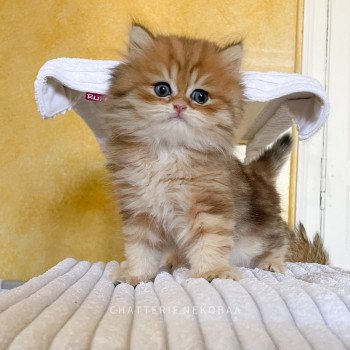 chaton British Longhair black golden blotched tabby To Fugaku Chatterie Nekobaa chaton British Longhair black golden blotched tabby To Fugaku Chatterie Nekobaa