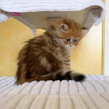 chaton British Longhair black golden blotched tabby To Fugaku Chatterie Nekobaa chaton British Longhair black golden blotched tabby To Fugaku Chatterie Nekobaa