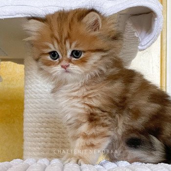 chaton British Longhair black golden blotched tabby To Fugaku Chatterie Nekobaa