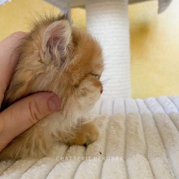 chaton British Longhair black golden blotched tabby To Fugaku Chatterie Nekobaa chaton British Longhair black golden blotched tabby To Fugaku Chatterie Nekobaa