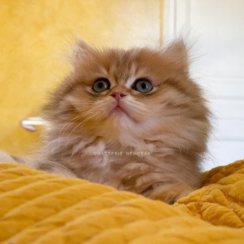chaton British Longhair black golden blotched tabby To Fugaku Chatterie Nekobaa chaton British Longhair black golden blotched tabby To Fugaku Chatterie Nekobaa