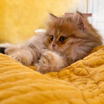 chaton British Longhair black golden blotched tabby To Fugaku Chatterie Nekobaa chaton British Longhair black golden blotched tabby To Fugaku Chatterie Nekobaa