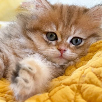 chaton British Longhair black golden blotched tabby To Fugaku Chatterie Nekobaa chaton British Longhair black golden blotched tabby To Fugaku Chatterie Nekobaa