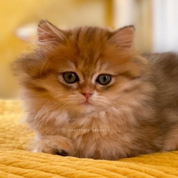 chaton British Longhair black golden blotched tabby To Fugaku Chatterie Nekobaa chaton British Longhair black golden blotched tabby To Fugaku Chatterie Nekobaa