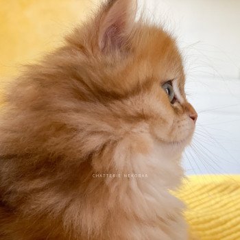 chaton British Longhair black golden blotched tabby To Fugaku Chatterie Nekobaa