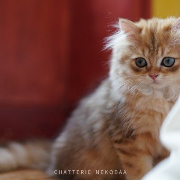 chaton British Longhair black golden blotched tabby To Fugaku Chatterie Nekobaa