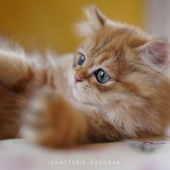 chaton British Longhair black golden blotched tabby To Fugaku Chatterie Nekobaa