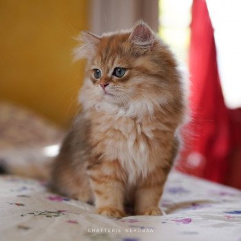 chaton British Longhair black golden blotched tabby To Fugaku Chatterie Nekobaa chaton British Longhair black golden blotched tabby To Fugaku Chatterie Nekobaa