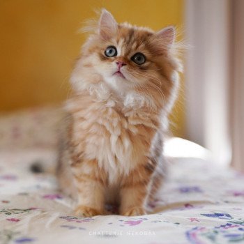 chaton British Longhair black golden blotched tabby To Fugaku Chatterie Nekobaa chaton British Longhair black golden blotched tabby To Fugaku Chatterie Nekobaa