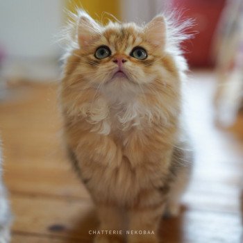 chaton British Longhair black golden blotched tabby To Fugaku Chatterie Nekobaa chaton British Longhair black golden blotched tabby To Fugaku Chatterie Nekobaa
