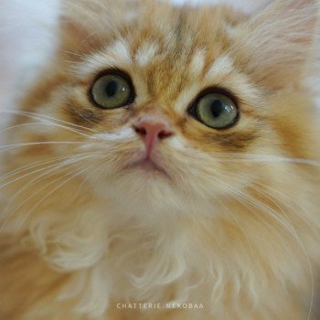 chaton British Longhair black golden blotched tabby To Fugaku Chatterie Nekobaa