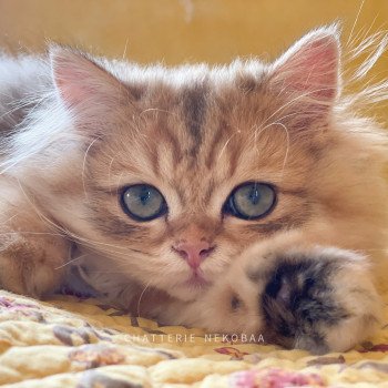 chaton British Longhair black golden blotched tabby To Fugaku Chatterie Nekobaa chaton British Longhair black golden blotched tabby To Fugaku Chatterie Nekobaa