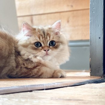 chaton British Longhair black golden blotched tabby To Fugaku Chatterie Nekobaa chaton British Longhair black golden blotched tabby To Fugaku Chatterie Nekobaa