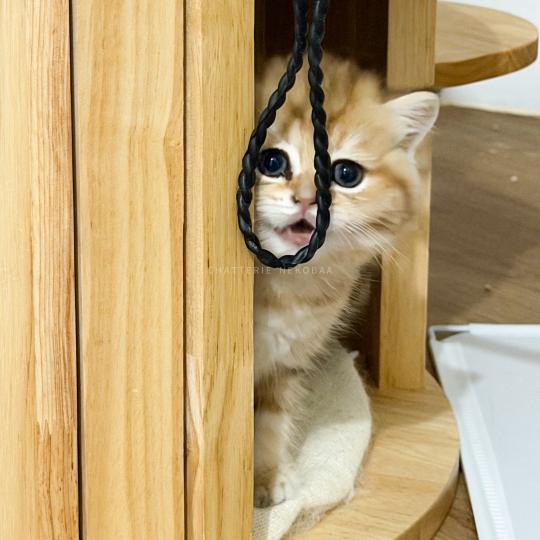Fuji Mâle British Shorthair