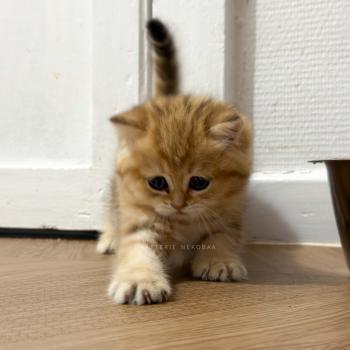 chaton British Shorthair black golden blotched tabby Fuji Chatterie Nekobaa