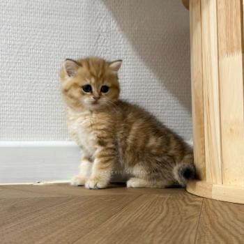 chaton British Shorthair black golden blotched tabby Fuji Chatterie Nekobaa