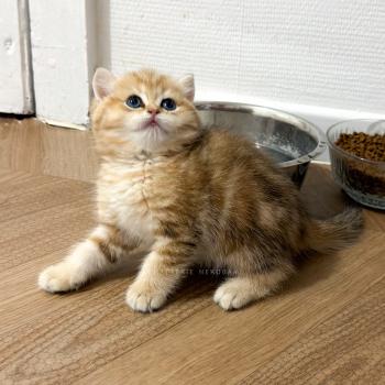 chaton British Shorthair black golden blotched tabby Fuji Chatterie Nekobaa