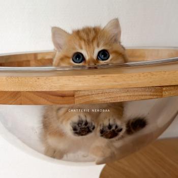chaton British Shorthair black golden blotched tabby Fuji Chatterie Nekobaa