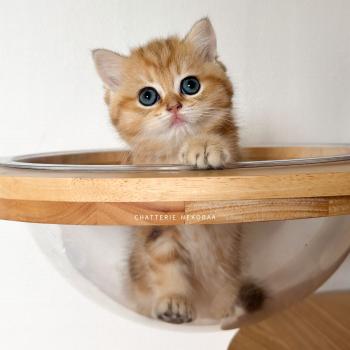 Butter Fuji Mâle British Shorthair