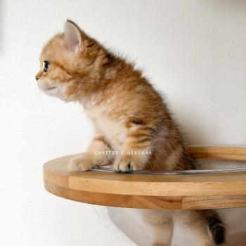 chaton British Shorthair black golden blotched tabby Fuji Chatterie Nekobaa