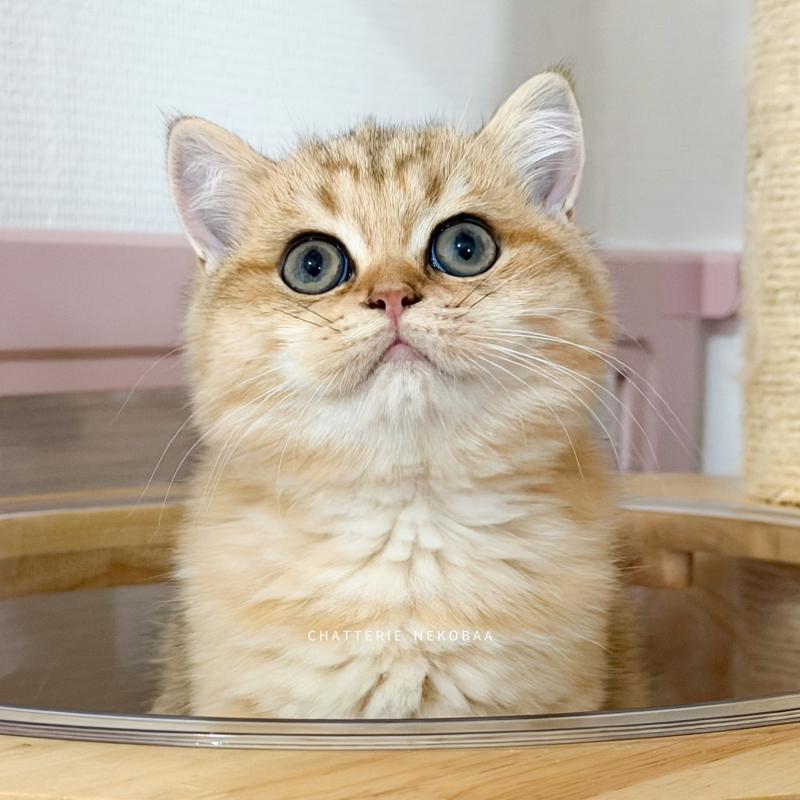 Butter Fuji Mâle British Shorthair