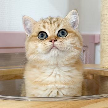 Butter Fuji Mâle British Shorthair