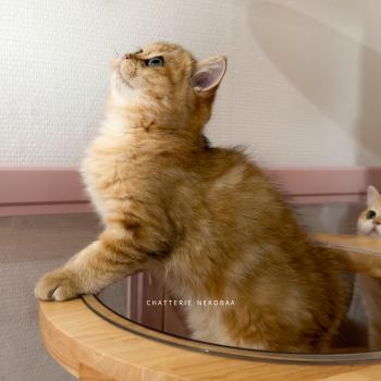 chaton British Shorthair black golden blotched tabby Butter Fuji Chatterie Nekobaa