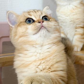 chaton British Shorthair black golden blotched tabby Butter Fuji Chatterie Nekobaa