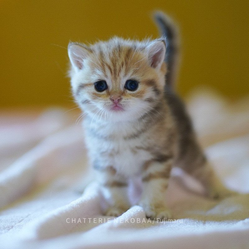 Tiboubou Fujimaru Mâle British Shorthair