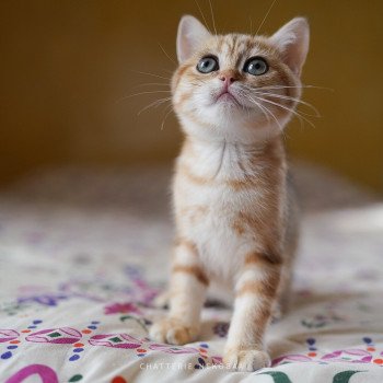 chaton British Shorthair brown (black golden) blotched tabby Tiboubou Fujimaru Chatterie Nekobaa