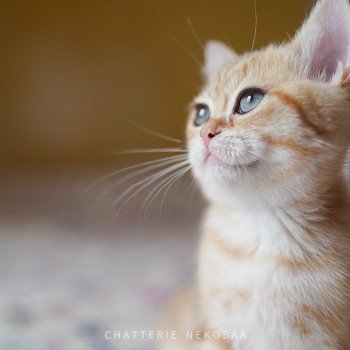 chaton British Shorthair brown (black golden) blotched tabby Tiboubou Fujimaru Chatterie Nekobaa