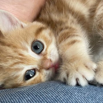 chaton British Shorthair brown (black golden) blotched tabby Tiboubou Fujimaru Chatterie Nekobaa