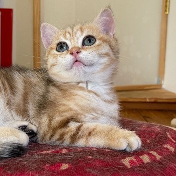 chaton British Shorthair brown (black golden) blotched tabby Tiboubou Fujimaru Chatterie Nekobaa
