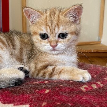 chaton British Shorthair brown (black golden) blotched tabby Tiboubou Fujimaru Chatterie Nekobaa