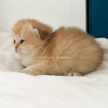 chaton British Shorthair black golden shaded Fukiko (clair) Chatterie Nekobaa chaton British Shorthair black golden shaded Fukiko (clair) Chatterie Nekobaa