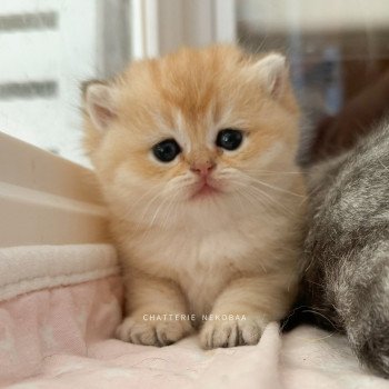 chaton British Shorthair black golden shaded Fukiko (clair) Chatterie Nekobaa chaton British Shorthair black golden shaded Fukiko (clair) Chatterie Nekobaa