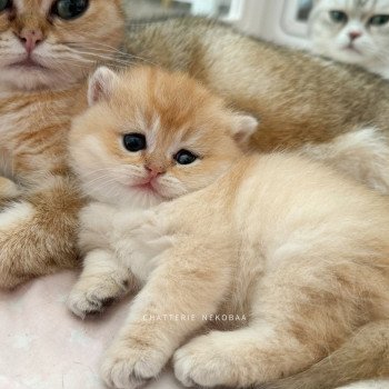chaton British Shorthair black golden shaded Fukiko (clair) Chatterie Nekobaa chaton British Shorthair black golden shaded Fukiko (clair) Chatterie Nekobaa