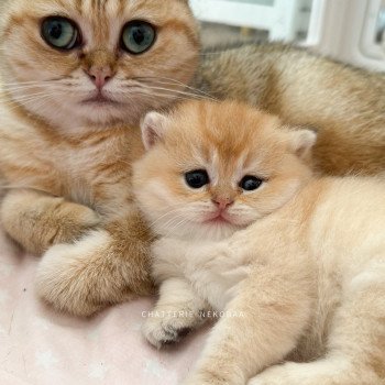 chaton British Shorthair black golden shaded Fukiko (clair) Chatterie Nekobaa chaton British Shorthair black golden shaded Fukiko (clair) Chatterie Nekobaa